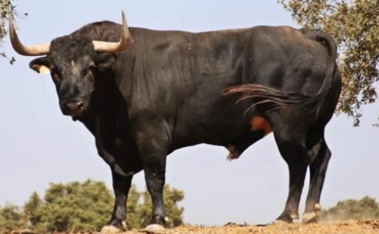 Tordesillas: El Toro de la Vega finalmente será sustituido por dos